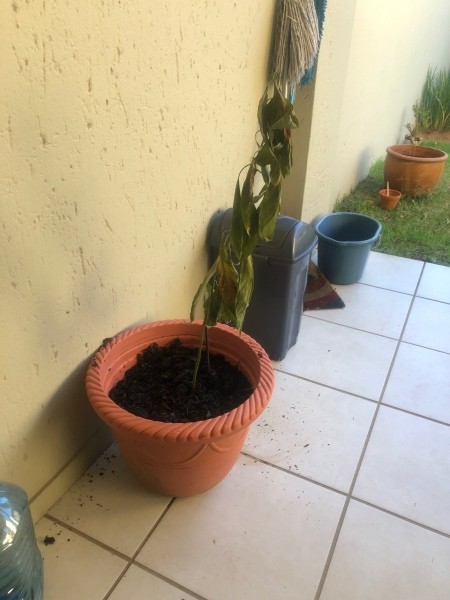 Avocado Trees Loosing Leaves and Dying