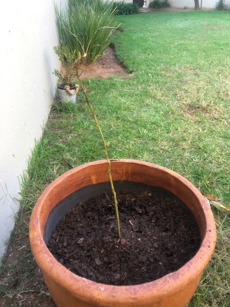 Avocado Trees Loosing Leaves and Dying