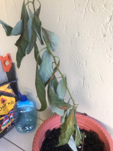 Avocado Trees Loosing Leaves and Dying - dried up leaves on avocado plant