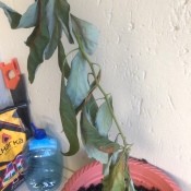 Avocado Trees Loosing Leaves and Dying - dried up leaves on avocado plant