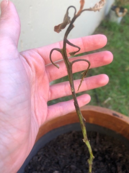 Avocado Trees Loosing Leaves and Dying