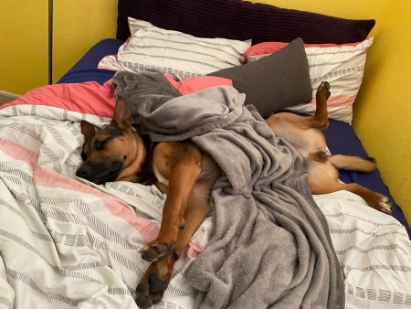 What Breed Is My Dog?