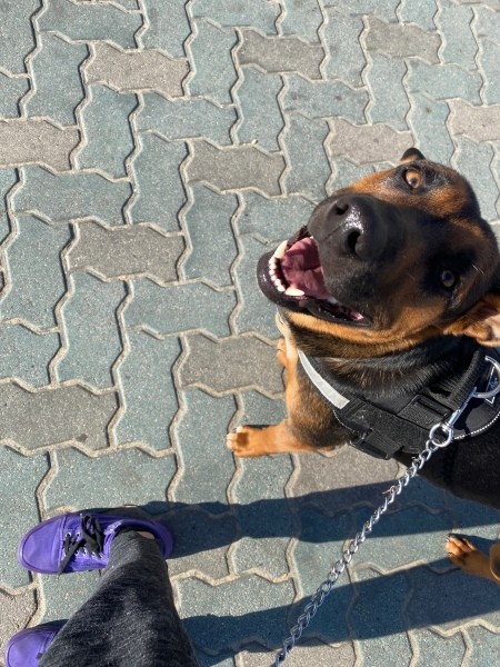 What Breed Is My Dog?