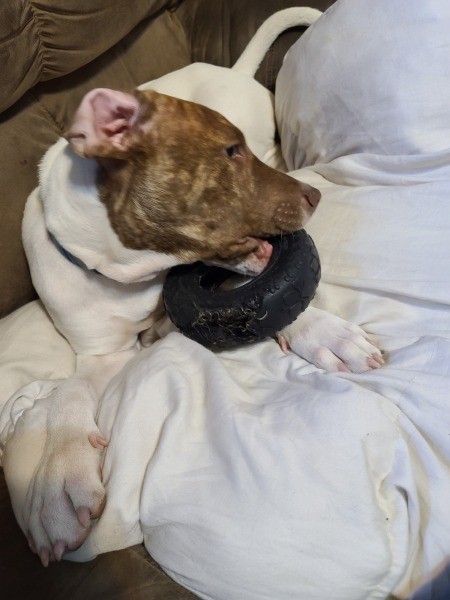 Is My Dog a Pit Bull?