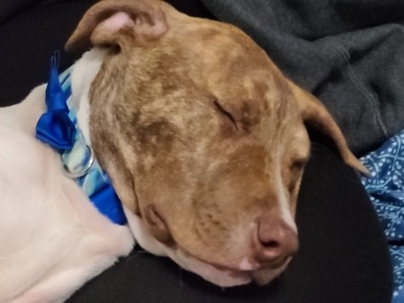 Is My Dog a Pit Bull?