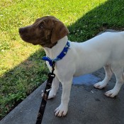 Is My Dog a Pit Bull? - young white dog with brown head and floppy ears