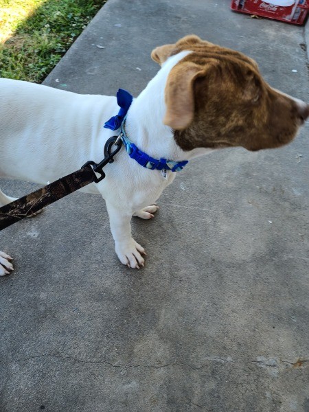 Is My Dog a Pit Bull?