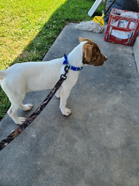 Is My Dog a Pit Bull?