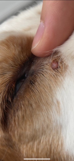 Identifying a Small Red Lump on My Cocker Spaniel - small round bump