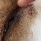 Identifying a Small Red Lump on My Cocker Spaniel - small round bump