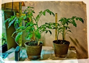 Tomatoes Started Indoors Not Flowering