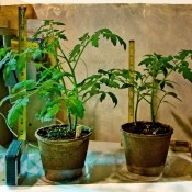 Tomatoes Started Indoors Not Flowering