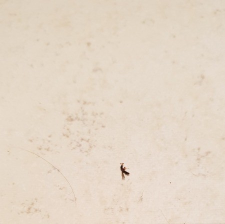 What Is This Tiny Black Bug? - tiny black flying bug