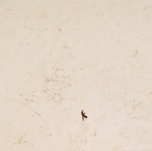What Is This Tiny Black Bug? - tiny black flying bug