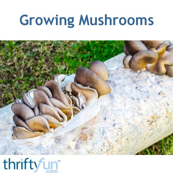 Growing Mushrooms 