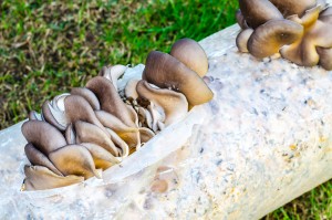 Oyster mushrooms growing