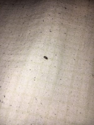 Identifying Tiny Bugs - small black or dark brown bug