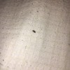 Identifying Tiny Bugs - small black or dark brown bug