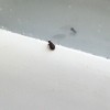 Identifying Small Black Bugs - small bug on window sill