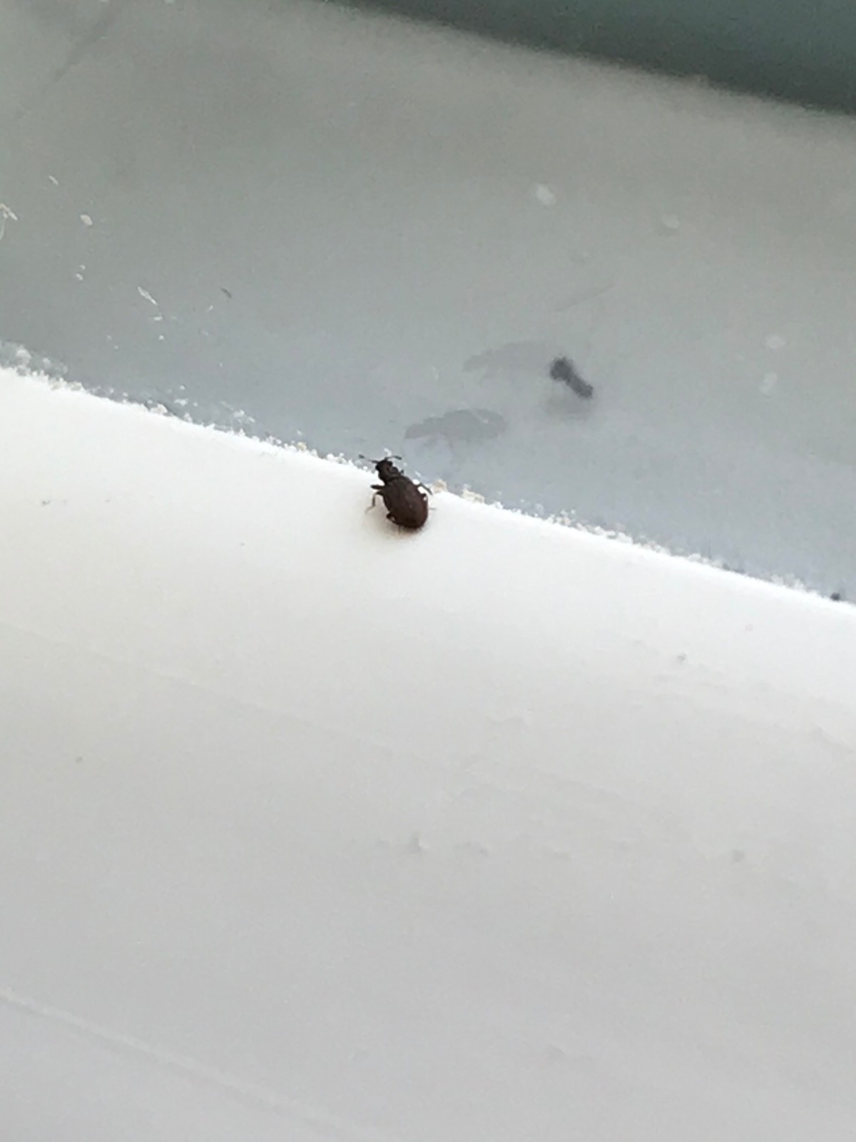 Identifying Small Black Bugs? | ThriftyFun