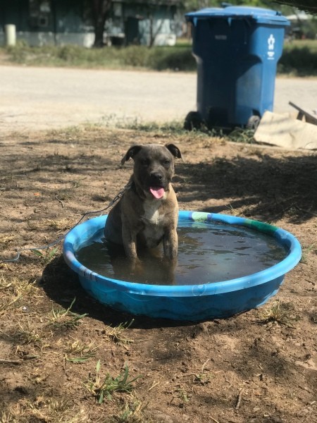 What Breed Is My Dog?