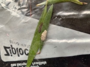 Identifying Insect Eggs on Bottlebrush Tree Leaves - leaf with eggs on a Ziploc bag