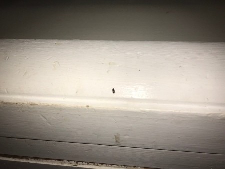Tiny Black Bugs in the Kitchen