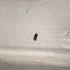 Tiny Black Bugs in the Kitchen - bug on painted white surface
