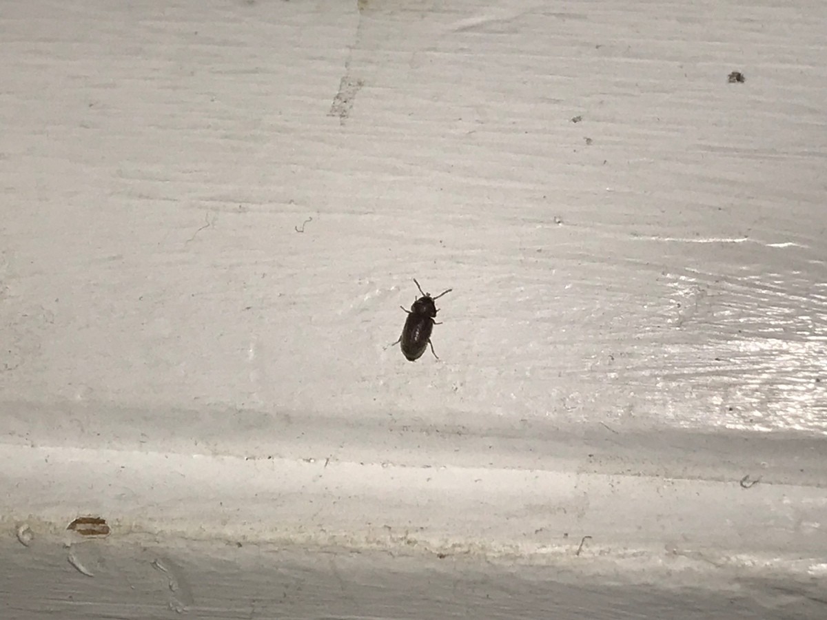 Tiny Black Bugs In The Kitchen 1 X4 