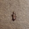 Identifying Small Brown Bugs - bug