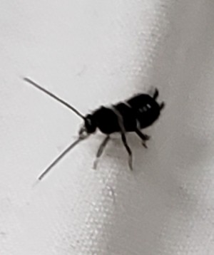 Identifying Small Black Bug - closeup of the bug