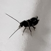 Identifying Small Black Bug - closeup of the bug