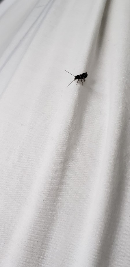 Identifying Small Black Bug