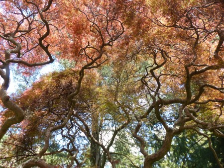 A Sheltering Place (Chinese Maple Tree) - beautiful photo looking up through the branches and red leaves of this magnificent old tree