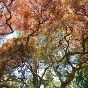 A Sheltering Place (Chinese Maple Tree) - beautiful photo looking up through the branches and red leaves of this magnificent old tree