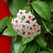 A hoya houseplant in bloom.