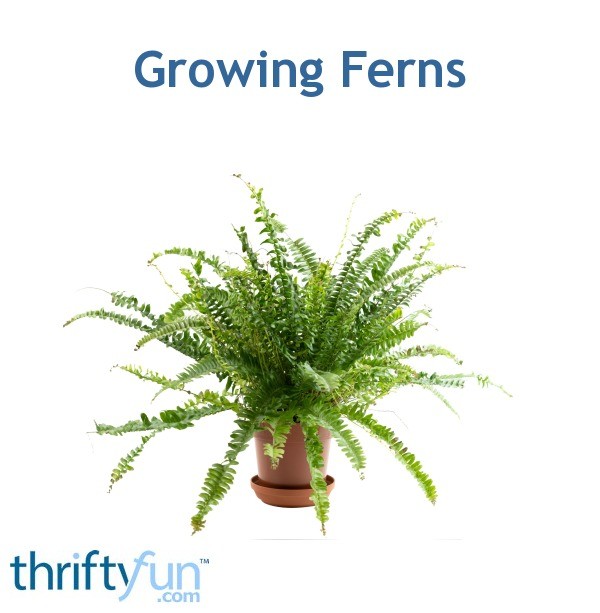 Growing Ferns | ThriftyFun