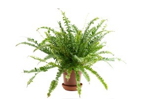 A potted fern on a white background.