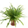 A potted fern on a white background.