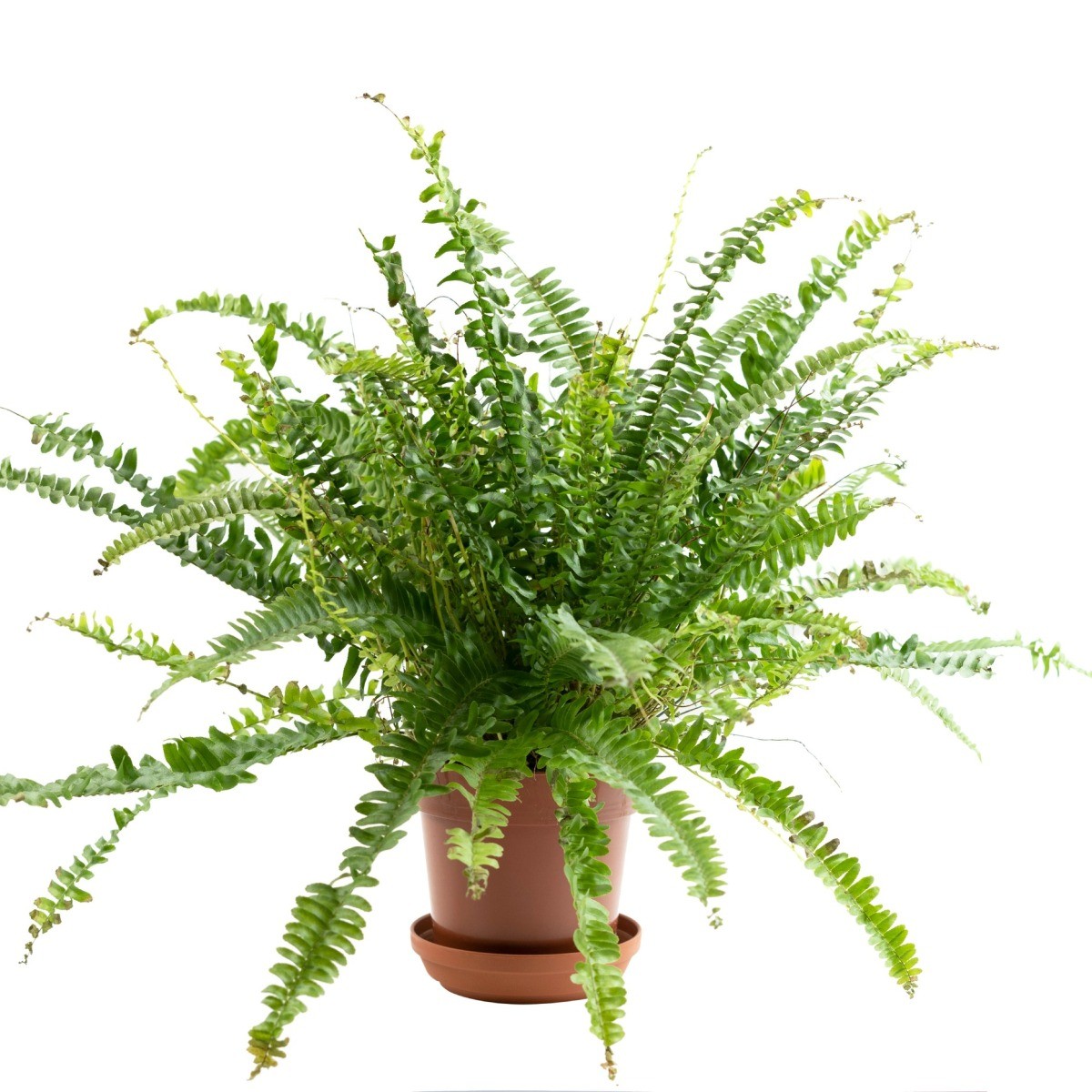 Growing Ferns | ThriftyFun