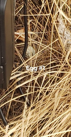 Abandoned Duck Egg - duck egg in dry grass