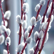 Several pussy willow branches.