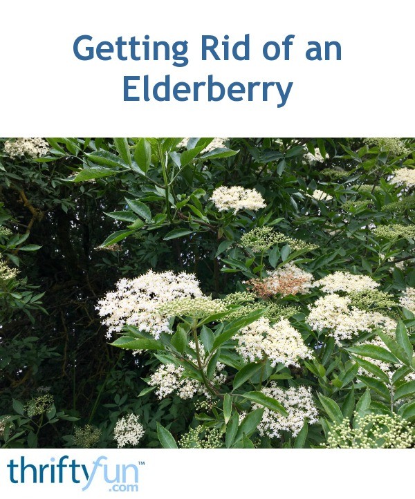 Getting Rid of an Elderberry? ThriftyFun