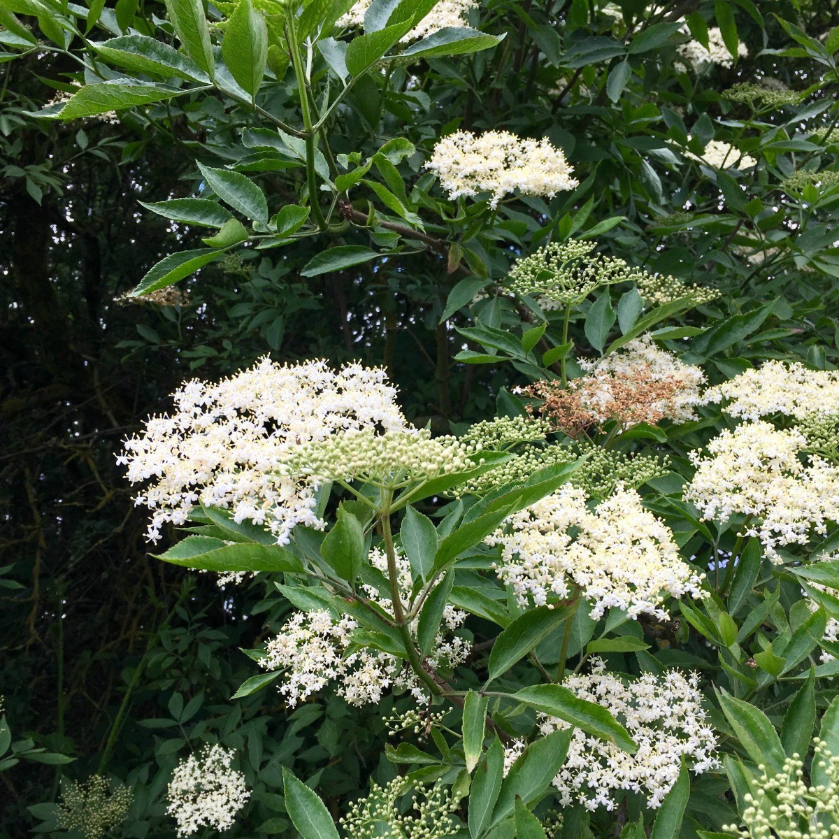 Getting Rid of an Elderberry? ThriftyFun