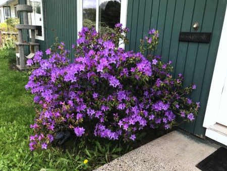 A purple rhododendron in front of a green house.