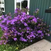 A purple rhododendron in front of a green house.