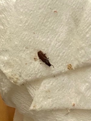 Identifying Small Brown Bugs with a Black Head - dead bug on tissue paper