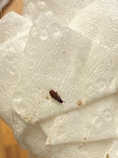 Identifying Small Brown Bugs with a Black Head