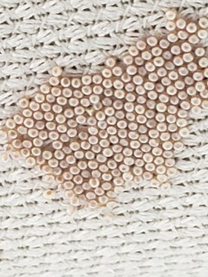 Identifying Insect Eggs - cluster of tan eggs inside the car