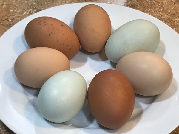 Blue and Brown Eggs, Oh My! - plate with 7 eggs, some blue, some dark brown and two light brown